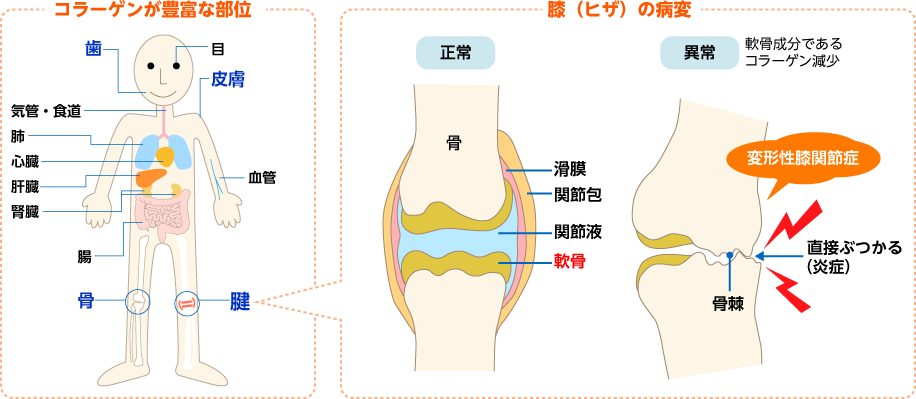 ロコモ察知とロコモ予防対策の循環により健康寿命をのばす画像