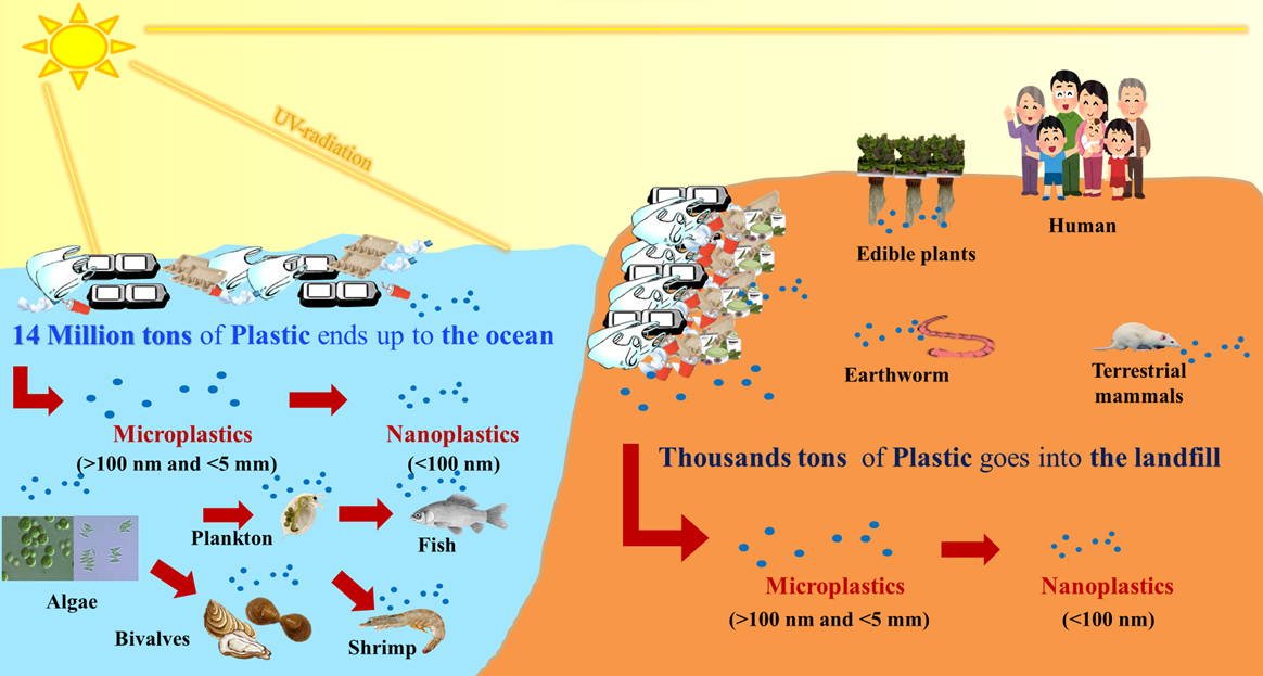 Nanoplastics, Potential Impacts from Tiny Particles スポーツ健康医科学研究所｜順天堂大学