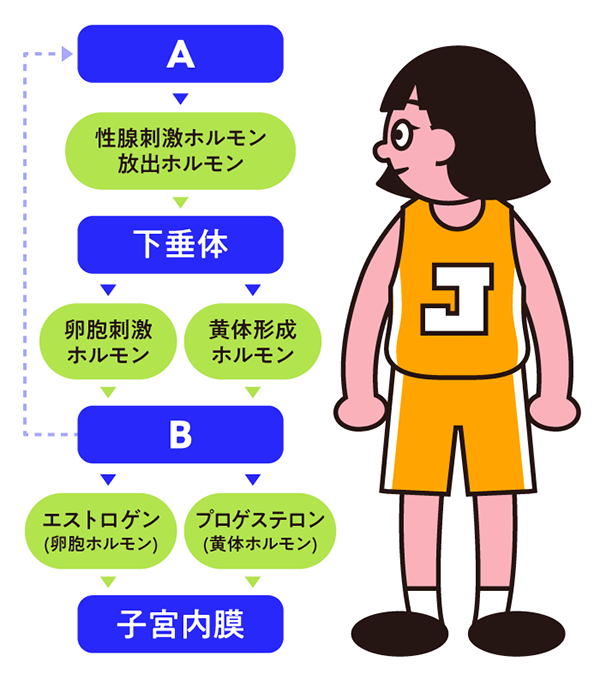 月経のシステム