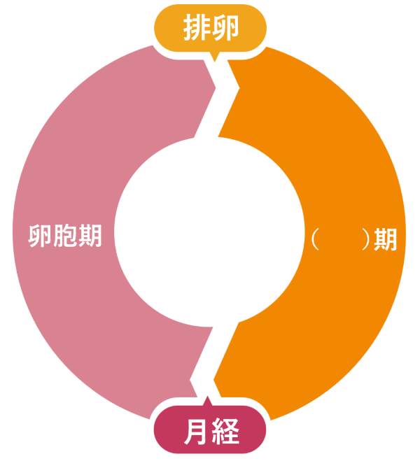 月経の周期