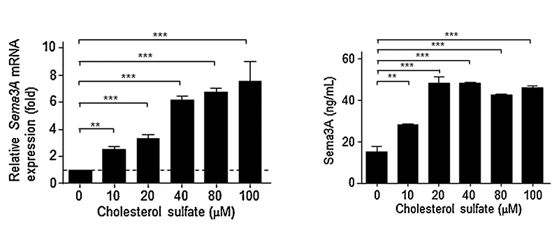 図5. コレステロール硫酸はmRNA及びタンパク質レベルでSema3A発現を誘導する