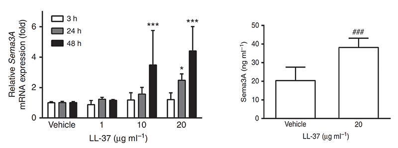 グラフ図6　抗菌ペプチドLL-37による内在性Sema3A発現促進作用